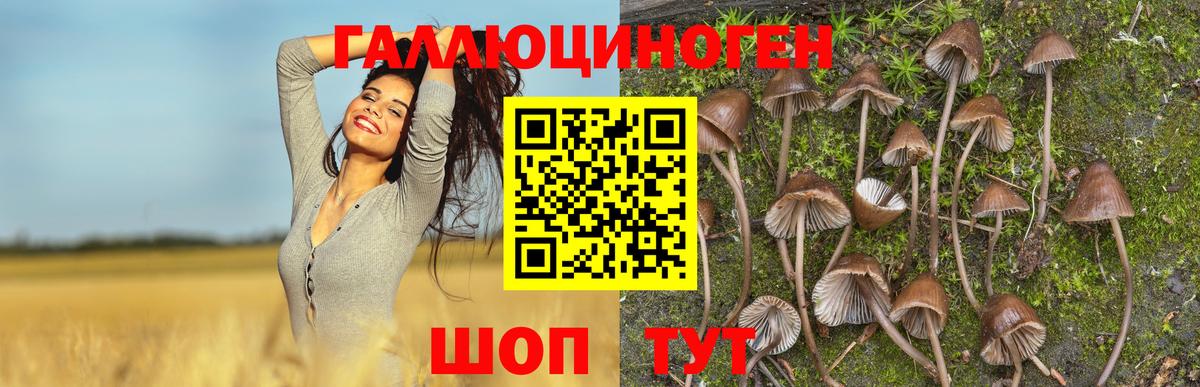 Галлюциногенные грибы Psilocybe  Михайловка  Галлюциногенные грибы Magic Shrooms 